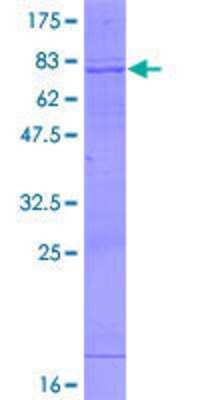 SDS-Page: Recombinant Human GCNT2 Protein [H00002651-P01] - 12.5% SDS-PAGE Stained with Coomassie Blue.