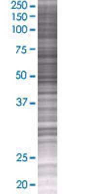 GDF10 transfected lysate.