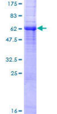 SDS-Page: Recombinant Human Connexin 37/GJA4 Protein [H00002701-P01] - 12.5% SDS-PAGE Stained with Coomassie Blue.