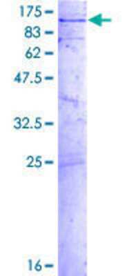 SDS-Page: Recombinant Human GLE1 Protein [H00002733-P01] - 12.5% SDS-PAGE Stained with Coomassie Blue.