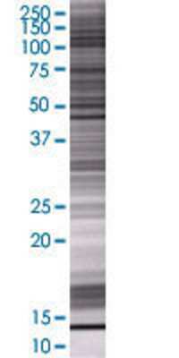 GLI4 transfected lysate.