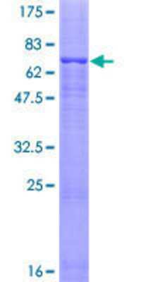 SDS-Page: Recombinant Human Glycine Receptor Alpha 1 Protein [H00002741-P01] - 12.5% SDS-PAGE Stained with Coomassie Blue.
