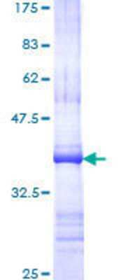 SDS-Page: Recombinant Human Glycine Receptor Alpha 1 Protein [H00002741-Q01] - 12.5% SDS-PAGE Stained with Coomassie Blue.