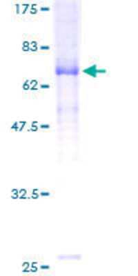 SDS-Page: Recombinant Human Glycine Receptor alpha 1 + alpha 2 Protein [H00002742-P01] - 12.5% SDS-PAGE Stained with Coomassie Blue.