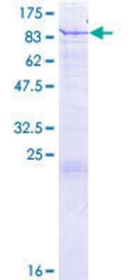 SDS-Page: Recombinant Human Glutamate Dehydrogenase 2/GLUD2 Protein [H00002747-P01] - 12.5% SDS-PAGE Stained with Coomassie Blue.