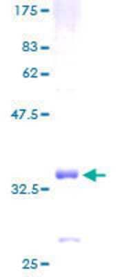 SDS-PAGE Recombinant Human G gamma3 GST (N-Term) Protein