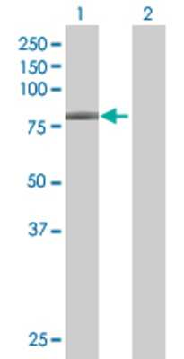 Lane 1: GNL1 transfected lysate (68.7 KDa) Lane 2: Non-transfected lysate.