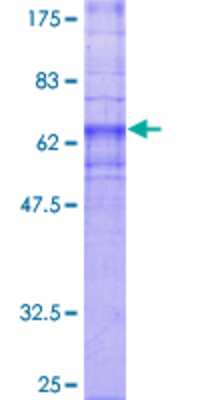 SDS-PAGE Recombinant Human GPR4 GST (N-Term) Protein