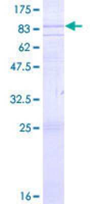 SDS-Page: Recombinant Human GPR37 Protein [H00002861-P02] - 12.5% SDS-PAGE Stained with Coomassie Blue.
