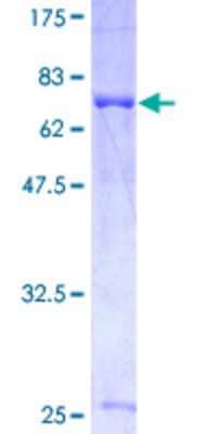 Other Recombinant Human CSN1 GST (N-Term) Protein