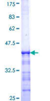 Other Recombinant Human GRB 14 GST (N-Term) Protein