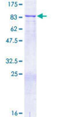 SDS-Page: Recombinant Human Granulin Protein [H00002896-P01] - 12.5% SDS-PAGE Stained with Coomassie Blue.