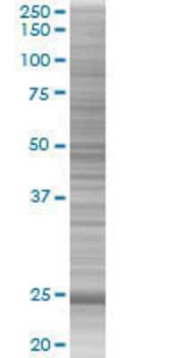 GSTM3 transfected lysate.