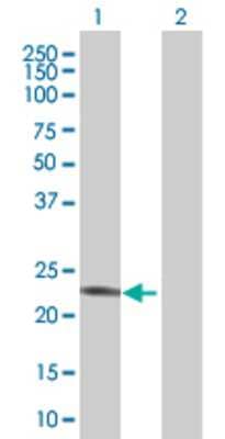 Lane 1: GSTM3 transfected lysate (26.6 KDa) Lane 2: Non-transfected lysate.