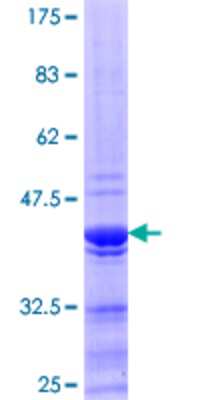 Other Recombinant Human RAP74 GST (N-Term) Protein
