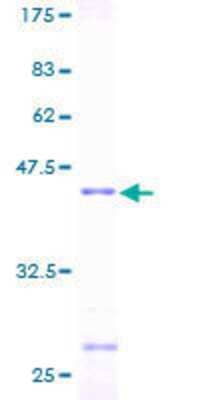 Other Recombinant Human Histone H3.3B GST (N-Term) Protein