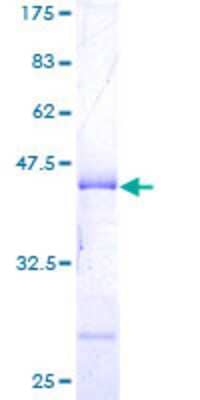 SDS-PAGE Recombinant Human Histone H3.3B GST (N-Term) Protein