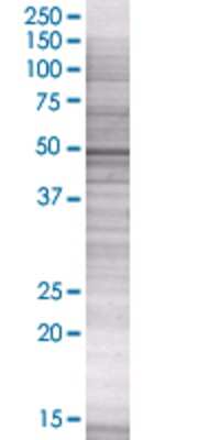 HARS transfected lysate.