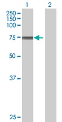 Lane 1: HCLS1 transfected lysate (53.57 KDa) Lane 2: Non-transfected lysate.