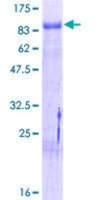 SDS-Page: Recombinant Human NGFI-B alpha/Nur77/NR4A1 Protein [H00003164-P02] - 12.5% SDS-PAGE Stained with Coomassie Blue.