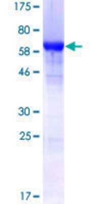 SDS-PAGE Recombinant Human hnRNP F GST (N-Term) Protein