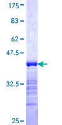 SDS-Page: Recombinant Human HOXA11 Protein [H00003207-Q01] - 12.5% SDS-PAGE Stained with Coomassie Blue.
