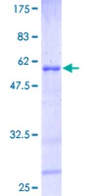 SDS-Page: Recombinant Human HOXB6 Protein [H00003216-P01] - 12.5% SDS-PAGE Stained with Coomassie Blue.