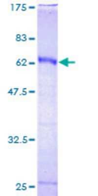 SDS-Page: Recombinant Human HOXC9 Protein [H00003225-P01] - 12.5% SDS-PAGE Stained with Coomassie Blue.