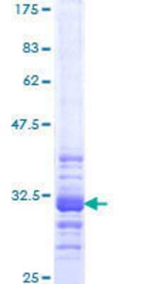 SDS-Page: Recombinant Human HOXC13 Protein [H00003229-Q01] - 12.5% SDS-PAGE Stained with Coomassie Blue.