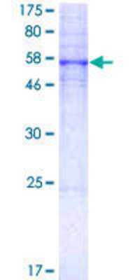 SDS-Page: Recombinant Human 5-HT5A Protein [H00003361-P01] - 12.5% SDS-PAGE Stained with Coomassie Blue.