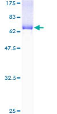 SDS-Page: Recombinant Human IDH3A Protein [H00003419-P01] - 12.5% SDS-PAGE Stained with Coomassie Blue.