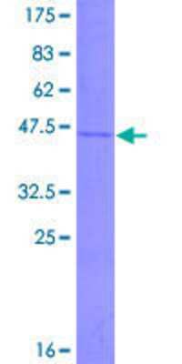 Recombinant Human IFN-alpha K GST (N-Term) Protein [H00003443-P01] - 12.5% SDS-PAGE Stained with Coomassie Blue.