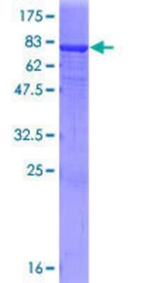 Other Recombinant Human IgA2 GST (N-Term) Protein