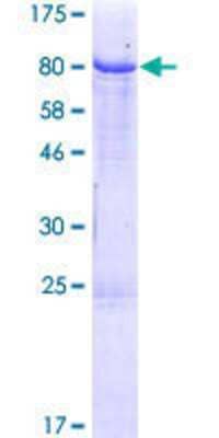 SDS-PAGE Recombinant Human IgM GST (N-Term) Protein