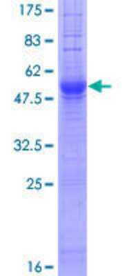 SDS-Page: Recombinant Human IGSF1 Protein [H00003547-P01] - 12.5% SDS-PAGE Stained with Coomassie Blue.