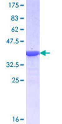 SDS-Page: Recombinant Human ILF1 Protein [H00003607-Q01] - 12.5% SDS-PAGE Stained with Coomassie Blue.