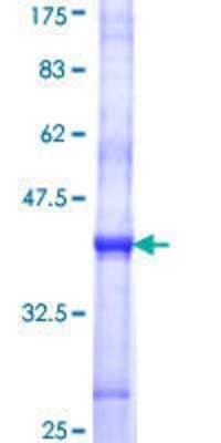 Other Recombinant Human STT3A GST (N-Term) Protein