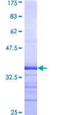 SDS-Page: Recombinant Human Kv1.3 Protein [H00003738-Q01] - 12.5% SDS-PAGE Stained with Coomassie Blue.