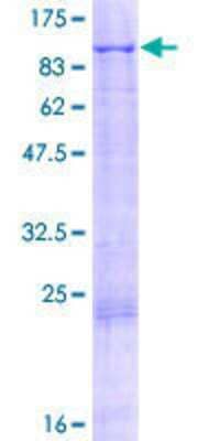 Other Recombinant Human Kell GST (N-Term) Protein