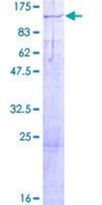 SDS-Page: Recombinant Human Kif3c Protein [H00003797-P01] - 12.5% SDS-PAGE Stained with Coomassie Blue.