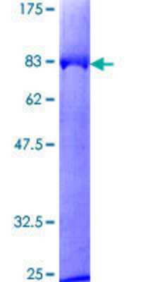 Recombinant Human Kininogen GST (N-Term) Protein [H00003827-P01] - 12.5% SDS-PAGE Stained with Coomassie Blue.