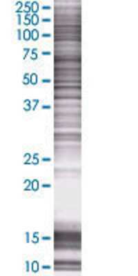 LAIR2 transfected lysate.