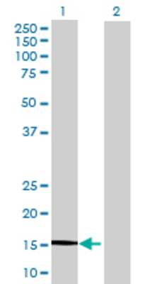 Lane 1: LAIR2 transfected lysate (16.83 KDa) Lane 2: Non-transfected lysate.