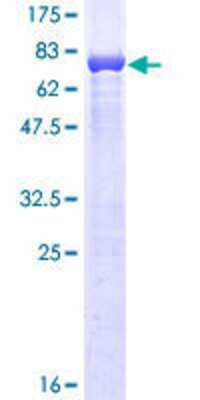 SDS-PAGE Recombinant Human ABLIM1 GST (N-Term) Protein