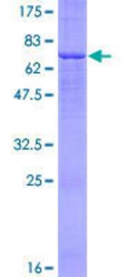 Other Recombinant Human FADS3 GST (N-Term) Protein