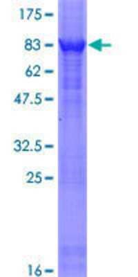 SDS-Page: Recombinant Human Mad Protein [H00004084-P01] - 12.5% SDS-PAGE Stained with Coomassie Blue.