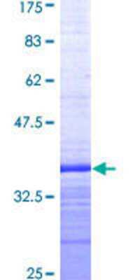 SDS-Page: Recombinant Human Smad5 Protein [H00004090-Q01] - 12.5% SDS-PAGE Stained with Coomassie Blue.