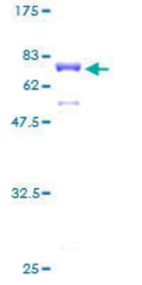 SDS-Page: Recombinant Human MAGEB1 Protein [H00004112-P01] - 12.5% SDS-PAGE Stained with Coomassie Blue.