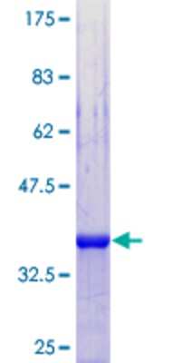 SDS-Page: Recombinant Human Mark3 Protein [H00004140-Q02] - 12.5% SDS-PAGE Stained with Coomassie Blue.