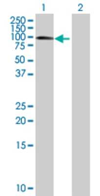 Lane 1: MBD1 transfected lysate (66.66 KDa) Lane 2: Non-transfected lysate.